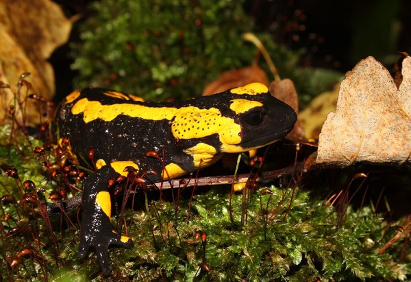 A black and yellow salamander.