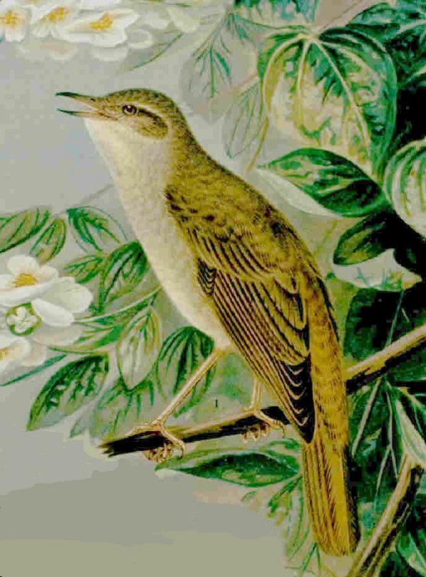 Painting of a common nightingale.